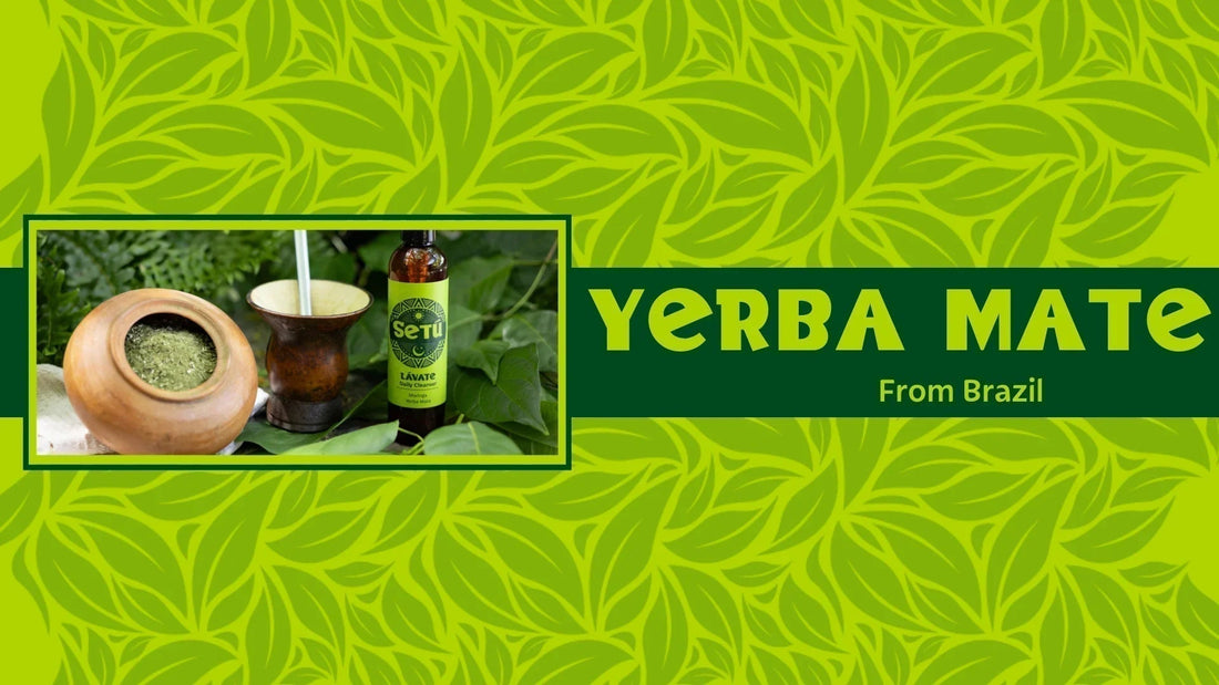 The Versatile Wonders of Brazilian Yerba Mate - Setú® Skincare for Men with Latin American Ingredients
