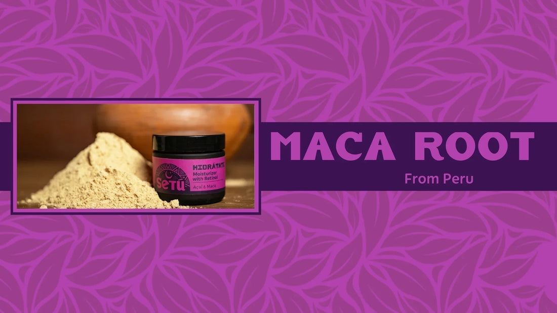 Learn about the Timeless Elixir: Peruvian Maca Roots - Setú® Skincare for Men with Latin American Ingredients